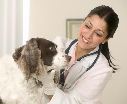 ULTRASONIC CLEANING FOR VETERINARY OFFICES/ PET CLINICS/ VETERINARY HOSPITALS